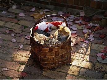 《神奇魔法师》：两位独立开发者五年匠心之作，Steam新品节开启无限魔法狂想！ 